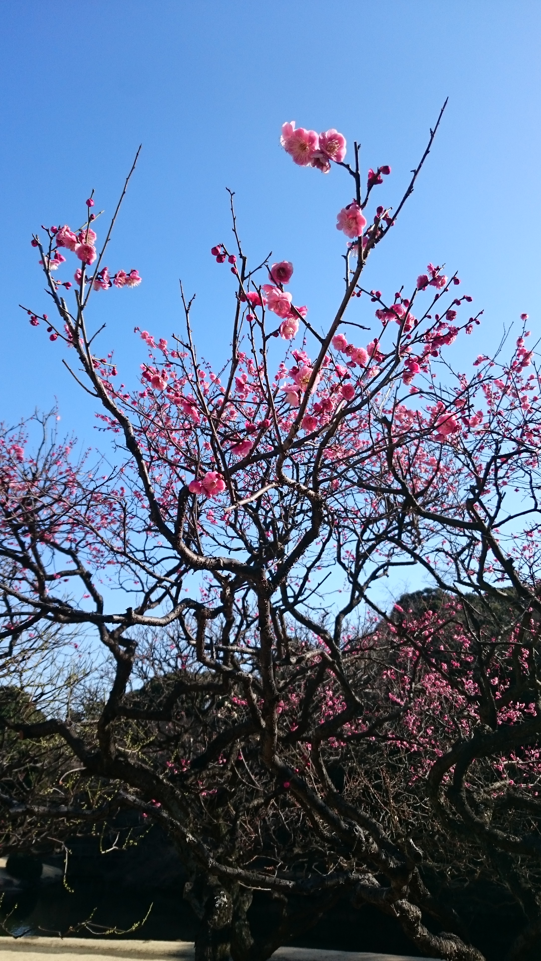 Developer Blog – アドバンスト・プロの優秀！？なプロパーが、技術ネタからプライベートな話題まで惜しみなく語ります！！