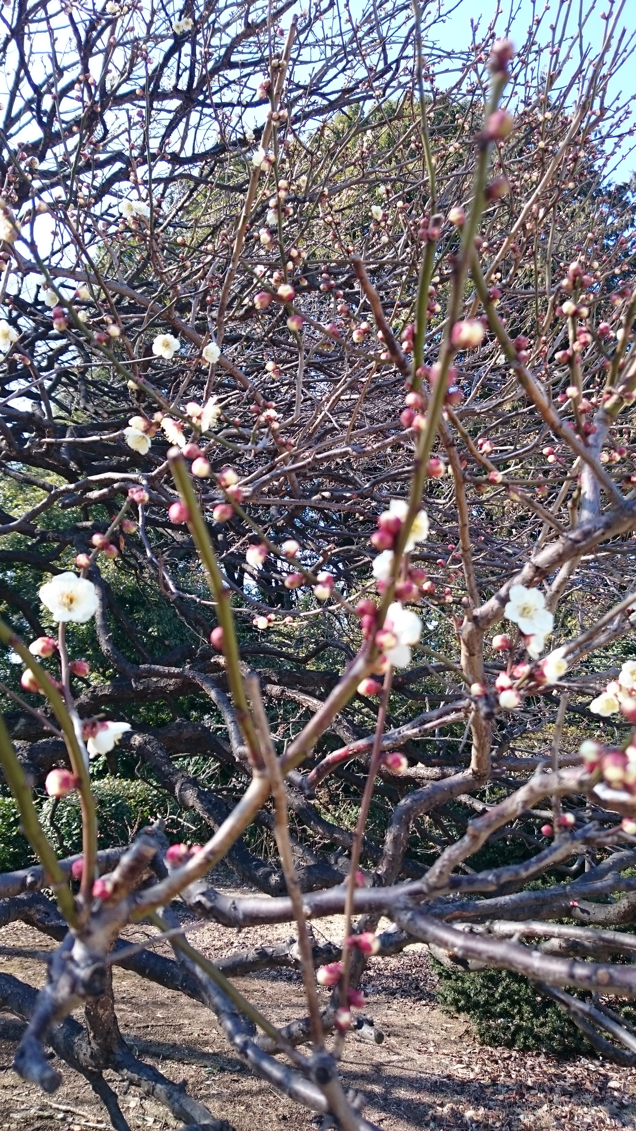 Developer Blog – アドバンスト・プロの優秀！？なプロパーが、技術ネタからプライベートな話題まで惜しみなく語ります！！